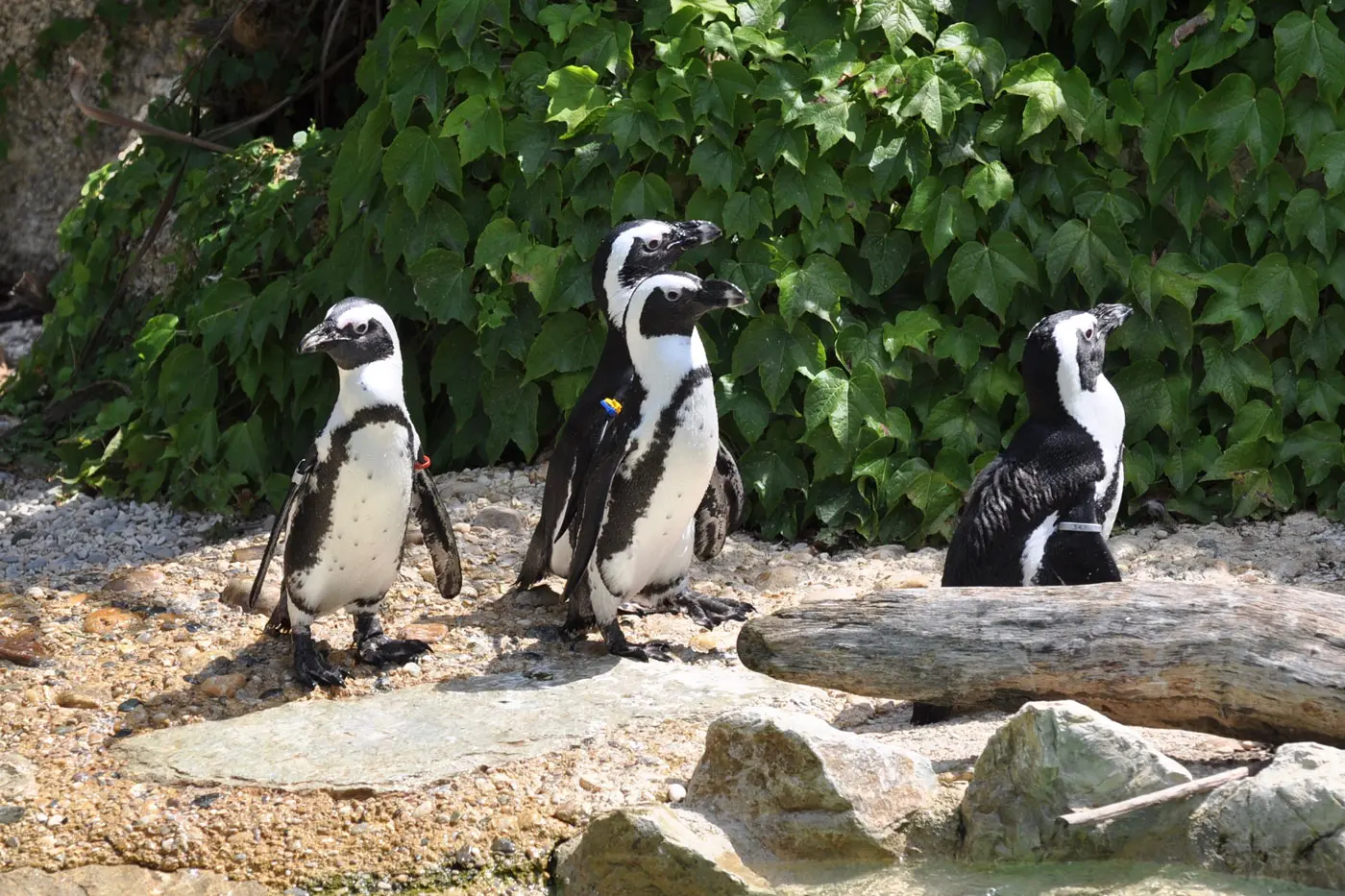 penguins-Zoo-Pistoia